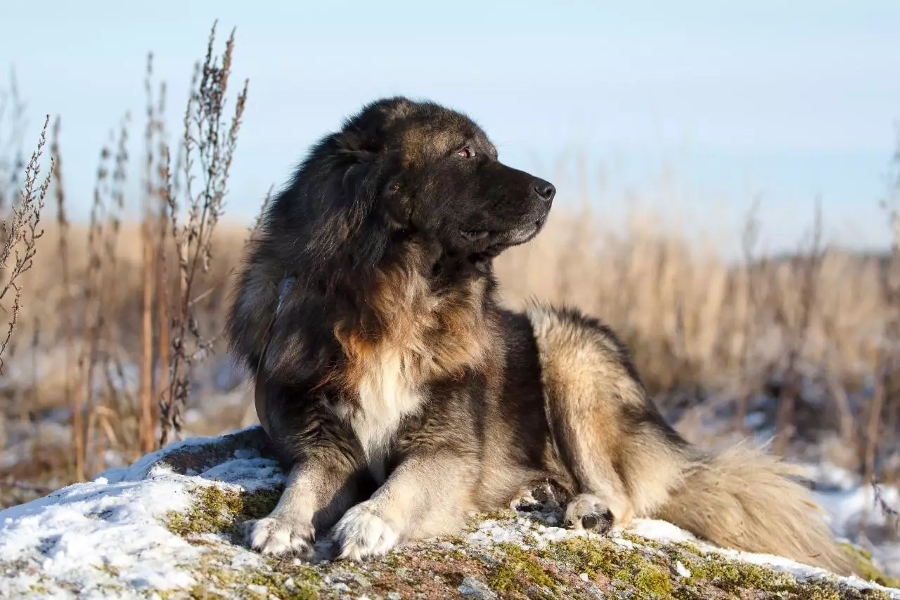 Store fluffy hunde (31 billeder): racer med shaggy hårdæksel, sorte hund navne med lang uld 12297_19