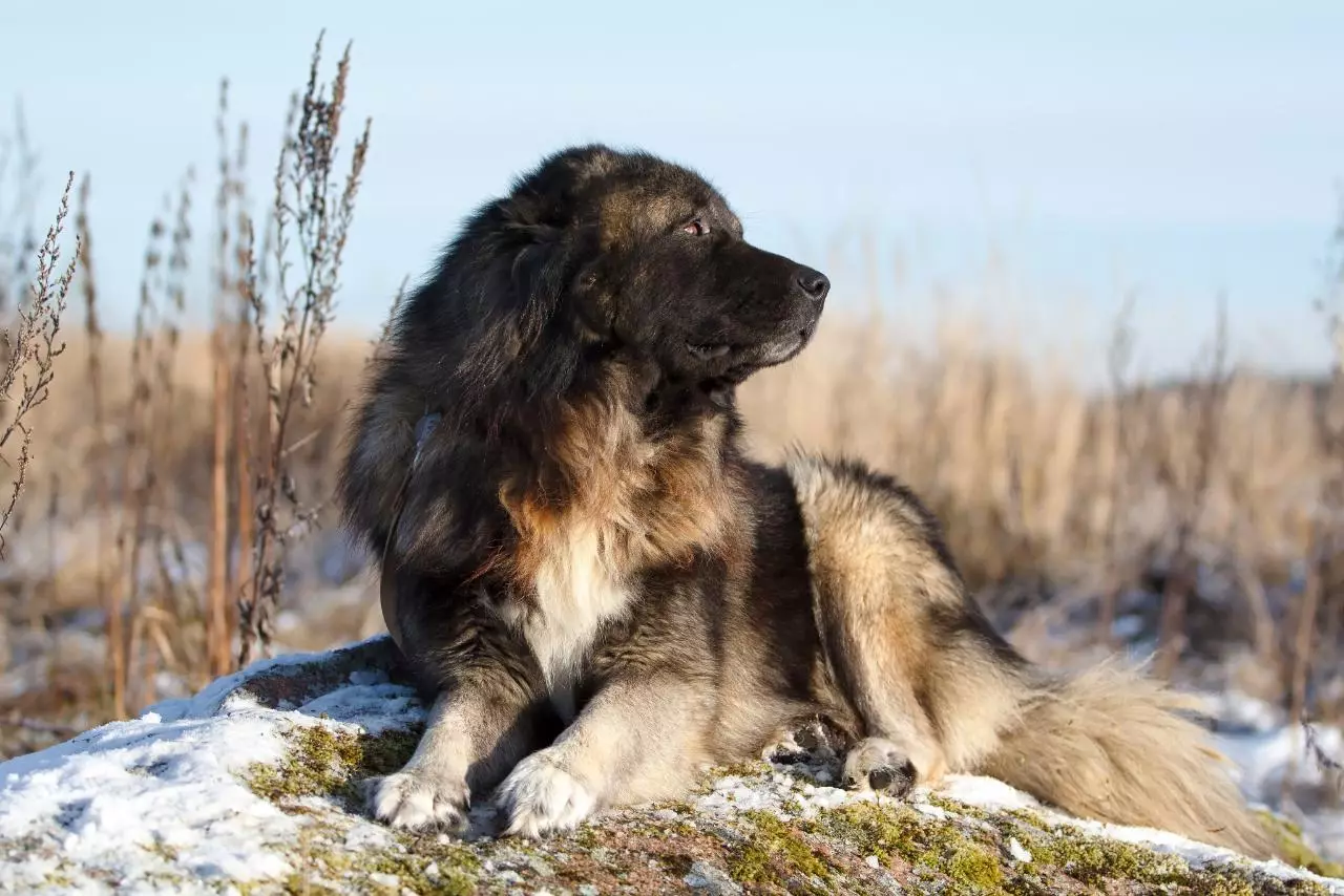 Grandaj lanugaj hundoj (31 fotoj): reproduktiĝas kun shaggy harkovrita, nigra hundnomoj kun longa lano 12297_19