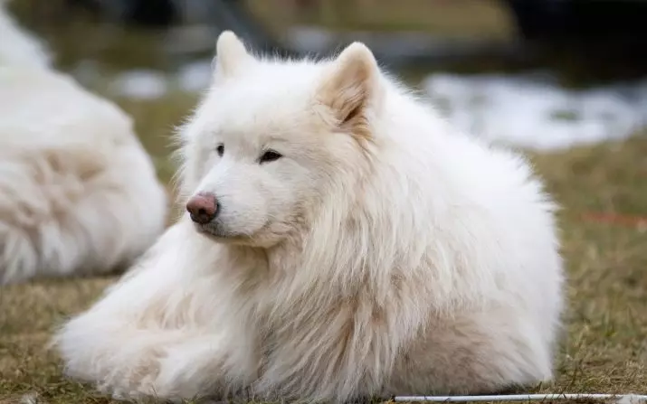 Large fluffy dogs (31 photos): breeds with shaggy hair cover, black dog names with long wool 12297_2