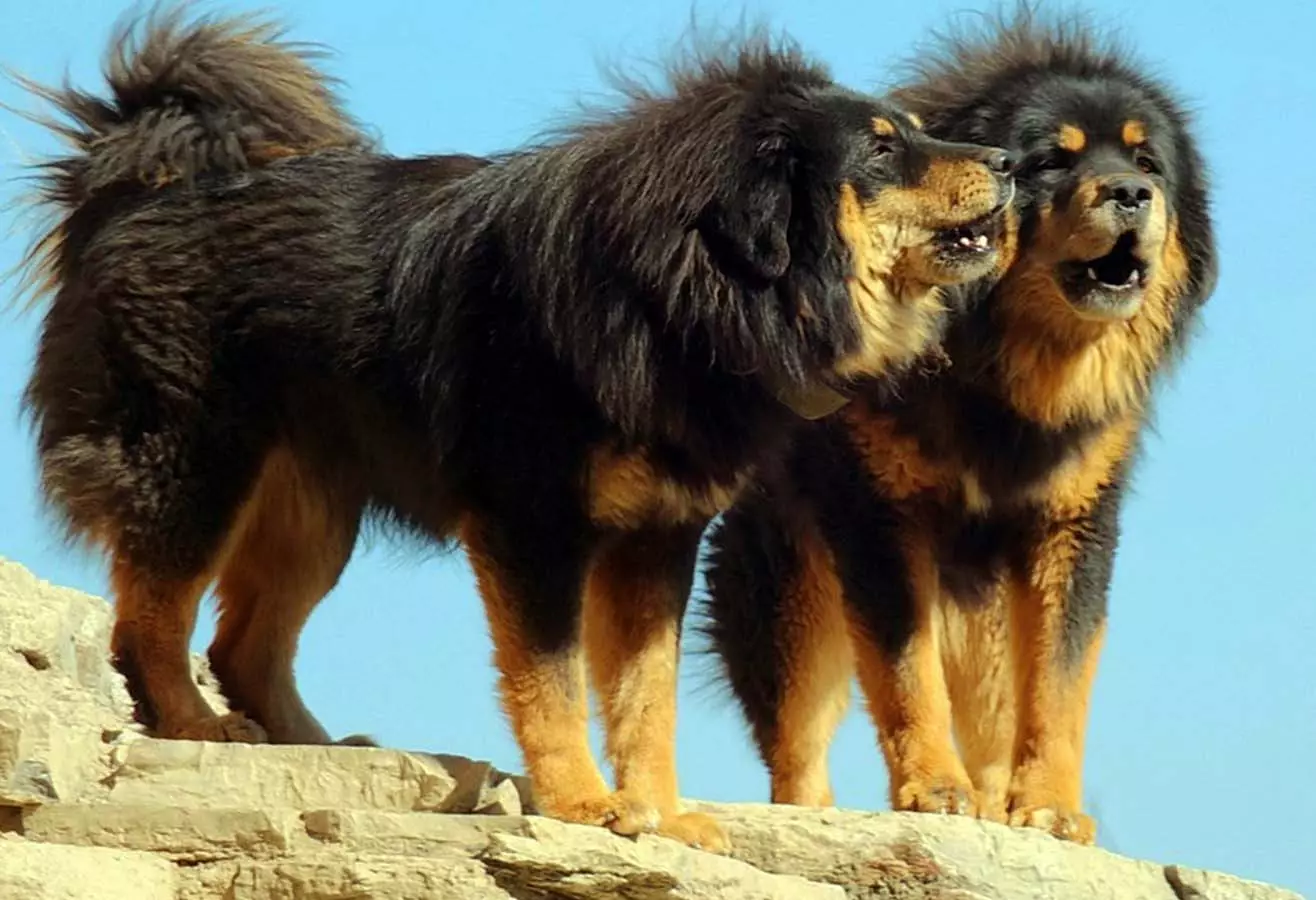 Câini mari pufoase (31 fotografii): rase cu capac de păr Shaggy, nume de câini negri cu lână lungă 12297_20