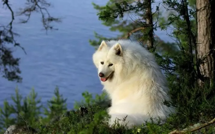 Veľké fluffy psov (31 fotografií): plemená s chlpatý vlasový kryt, čierne psie mená s dlhou vlnou 12297_22