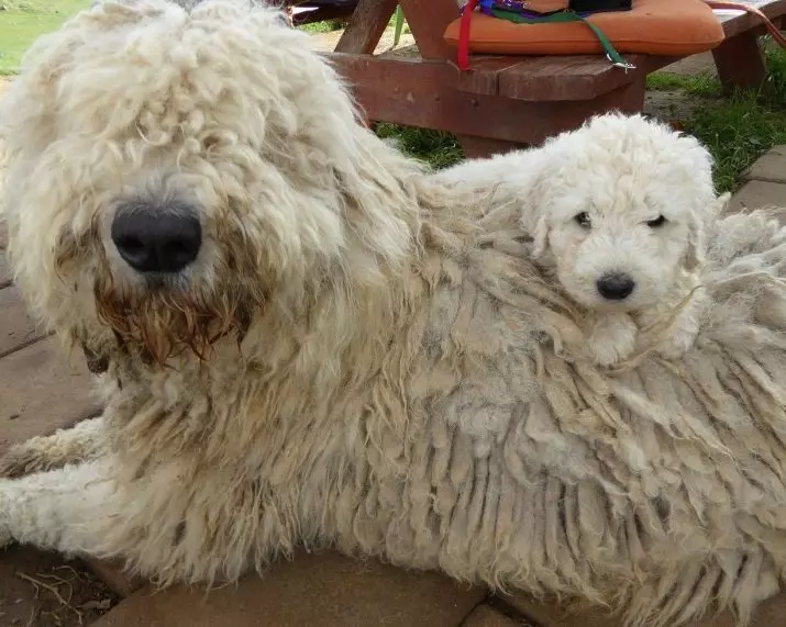 Dideli Fluffy šunys (31 nuotraukos): veislės su Shaggy Plaukų danga, juodi šunų vardai su ilga vilna 12297_23