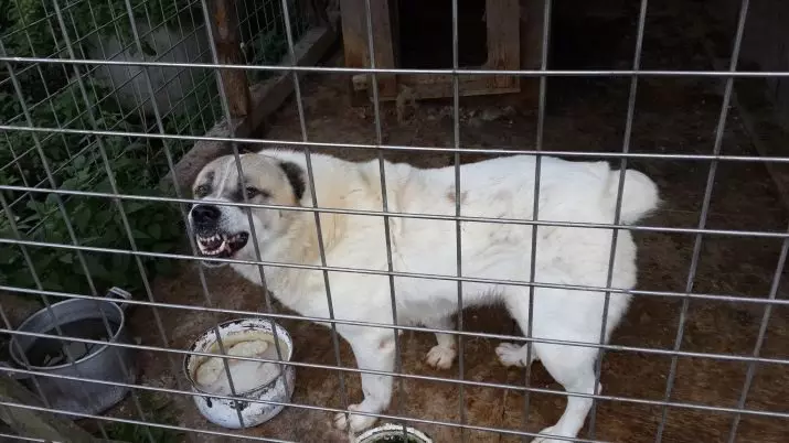 Malaking malambot na aso (31 mga larawan): breeds na may shaggy cover ng buhok, itim na pangalan ng aso na may mahabang lana 12297_24