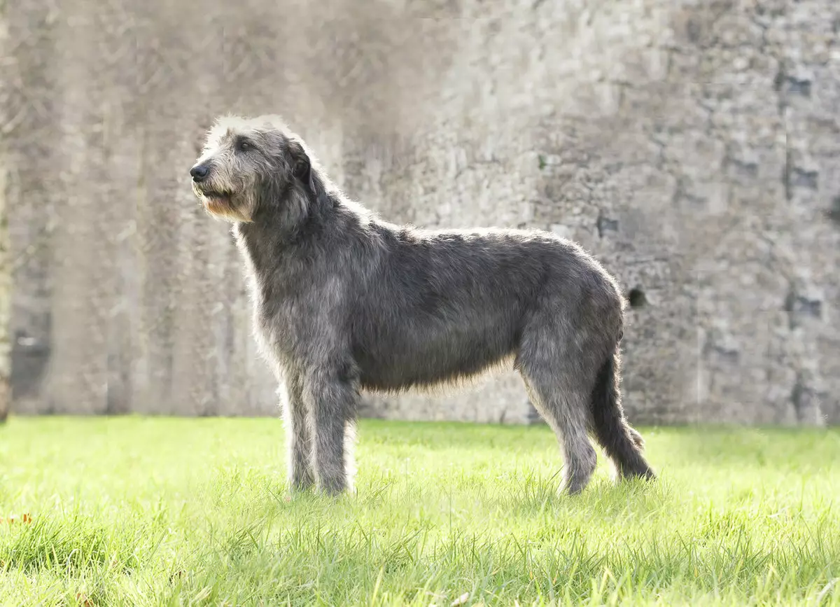 Câini mari pufoase (31 fotografii): rase cu capac de păr Shaggy, nume de câini negri cu lână lungă 12297_25