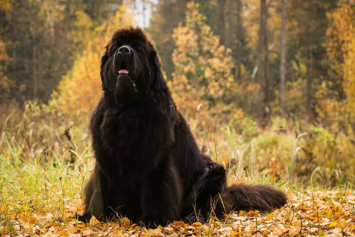 Veľké fluffy psov (31 fotografií): plemená s chlpatý vlasový kryt, čierne psie mená s dlhou vlnou 12297_26