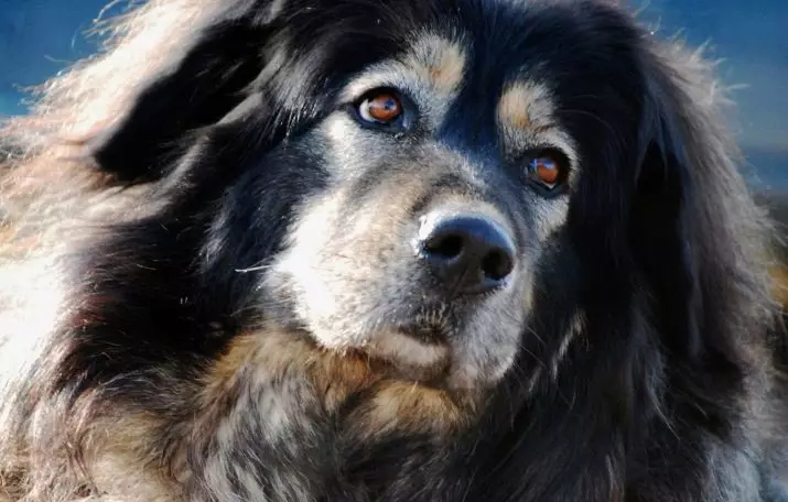 Câini mari pufoase (31 fotografii): rase cu capac de păr Shaggy, nume de câini negri cu lână lungă 12297_31