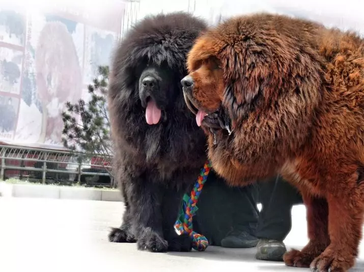 Câini mari pufoase (31 fotografii): rase cu capac de păr Shaggy, nume de câini negri cu lână lungă 12297_4