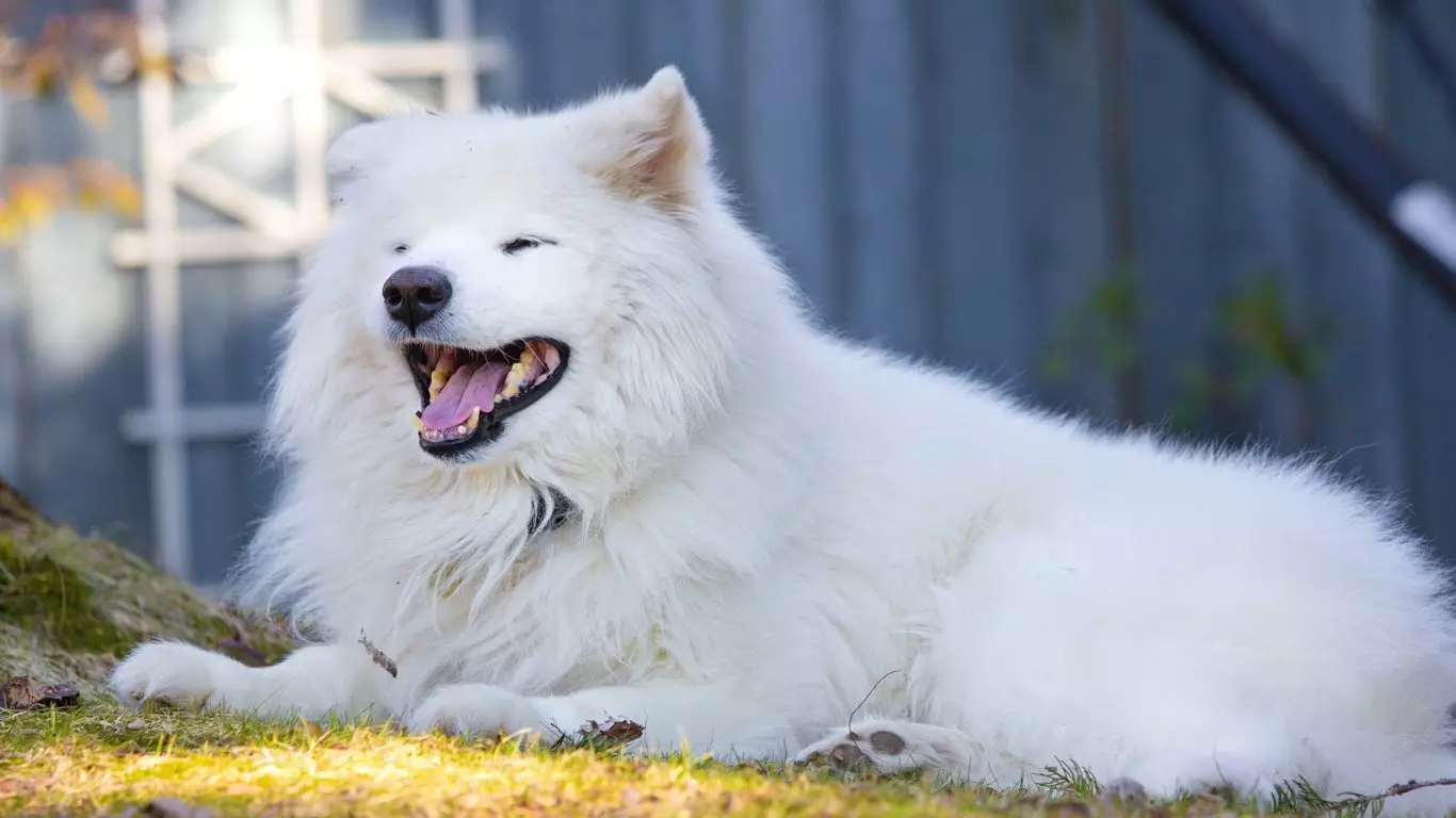 Store fluffy hunde (31 billeder): racer med shaggy hårdæksel, sorte hund navne med lang uld 12297_5