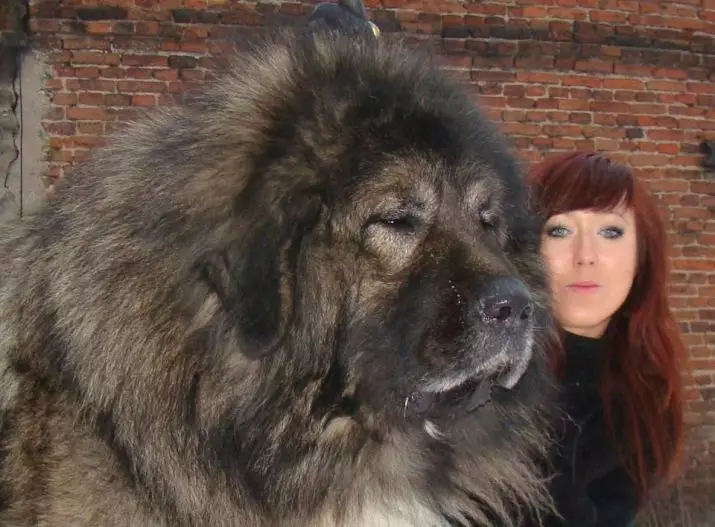 큰 솜털 개 (31 사진) : 털지가있는 머리카락을 가진 번식, 긴 양모가있는 검은 개 이름 12297_7