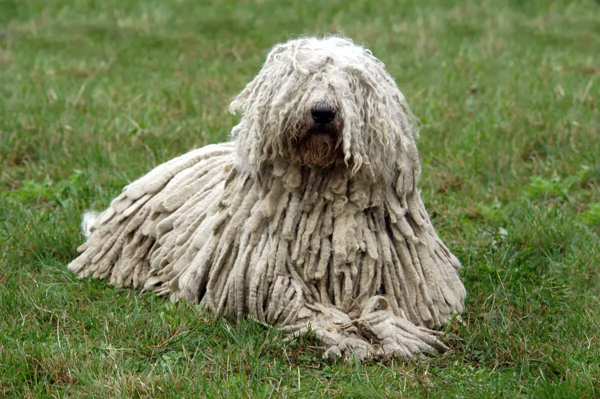 Veliki fluffy pasa (31 slike): rasa sa poklopcem Shaggy kose, Black Dog imena sa dugim vune 12297_8