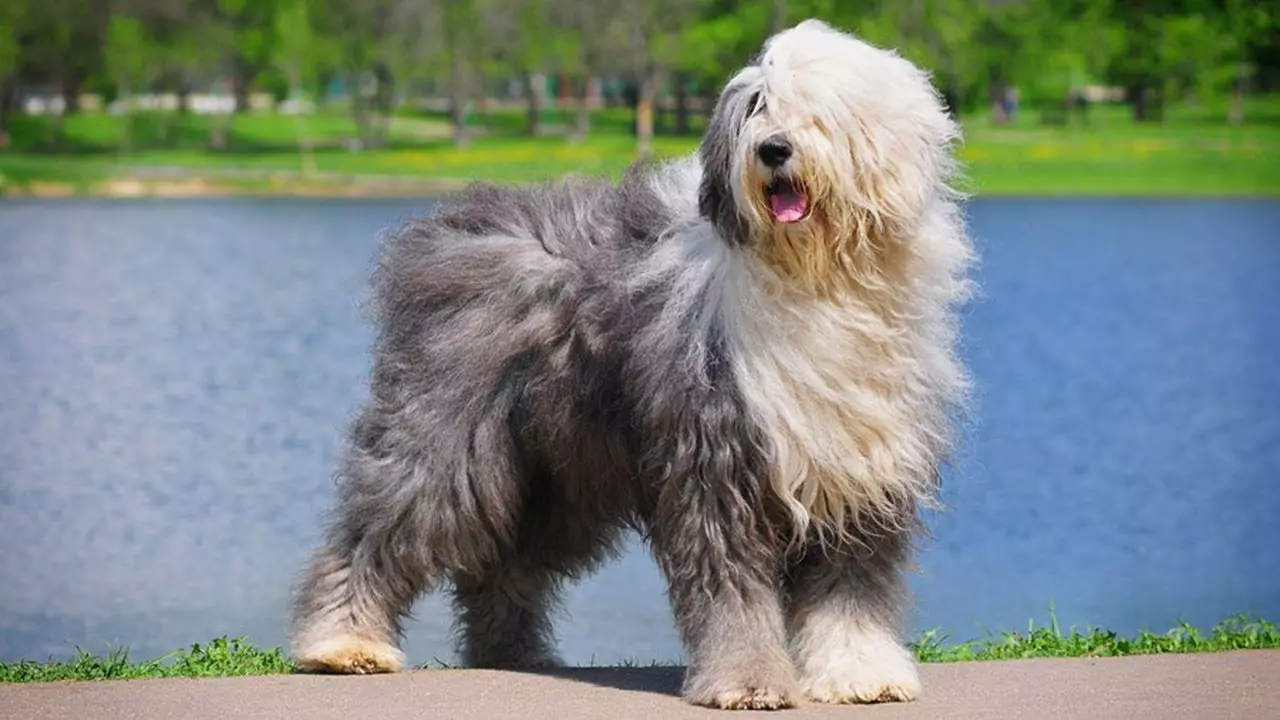Anjing Gedong ageung (31 Poto): Breed sareng panutup rambut ku panutup hideung, nami anjing hideung nganggo wol panjang 12297_9