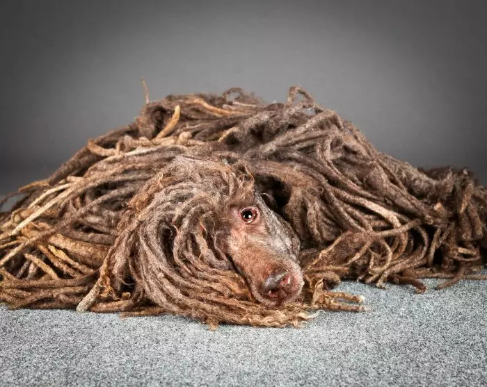 لباس با Dreadlocks (22 عکس): شرح نژادها با پشم، مانند Dreadlocks. قوانین مراقبت 12300_19