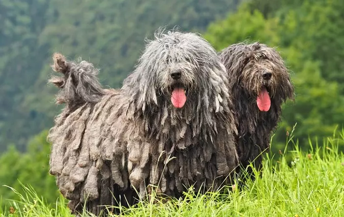 Mga sinina nga adunay Dreadlocks (22 Mga Litrato): Paglaraw sa mga lahi nga adunay balhibo sa karnero, sama sa mga dreadlocks. Mga lagda sa pag-atiman 12300_3