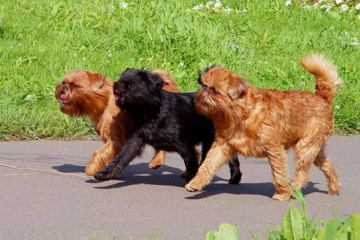 Dog Brussels Griffon (39 ảnh): Mô tả về giống Bỉ, việc tu luyện chó con 12301_10