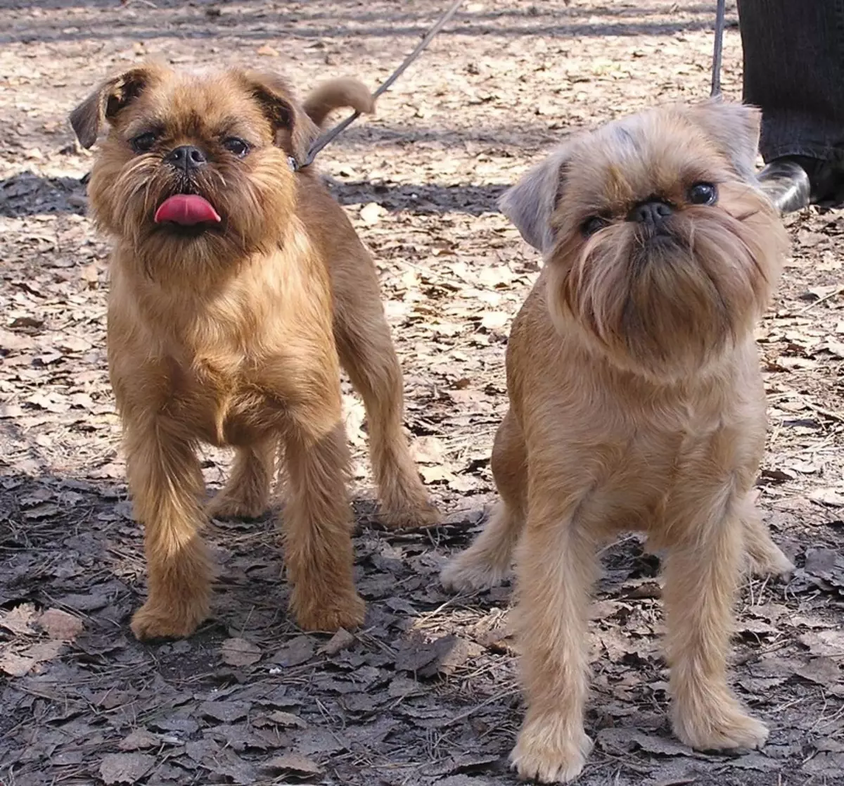Dog Brussels Griffon (39 photos): Description of the Belgian breed, the cultivation of puppies 12301_11