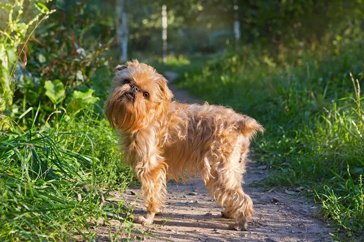 Dog Brussels Griffon (39 photos): Description of the Belgian breed, the cultivation of puppies 12301_12