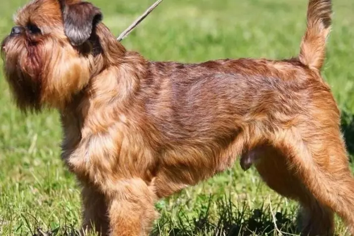 Dog Brussels Griffon (39 ảnh): Mô tả về giống Bỉ, việc tu luyện chó con 12301_16