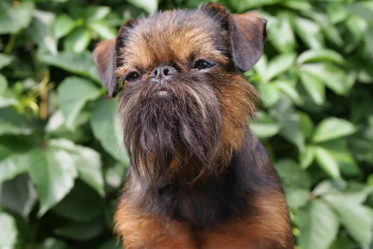 Hond Brussel Griffon (39 foto's): Beskrywing van die Belgiese ras, die verbouing van hondjies 12301_19