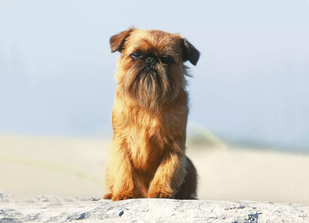 Hond Brussel Griffon (39 foto's): Beskrywing van die Belgiese ras, die verbouing van hondjies 12301_20