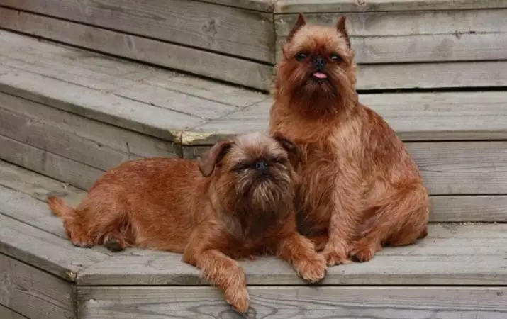 Dog Brussels Griffon (39 photos): Description of the Belgian breed, the cultivation of puppies 12301_23