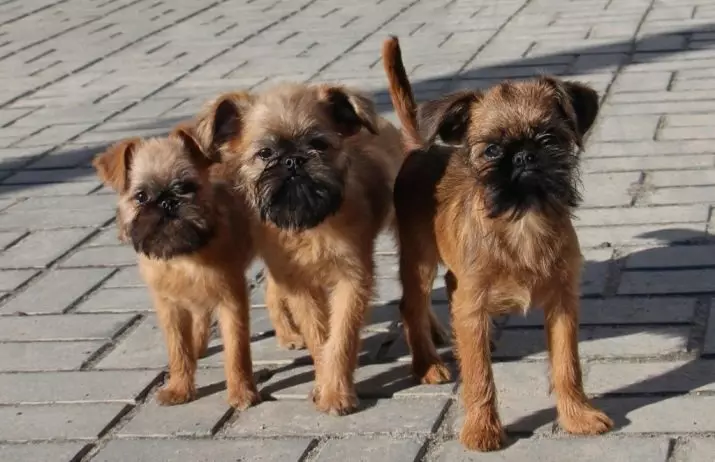 Dog Brussels Griffon (39 photos): Description of the Belgian breed, the cultivation of puppies 12301_25