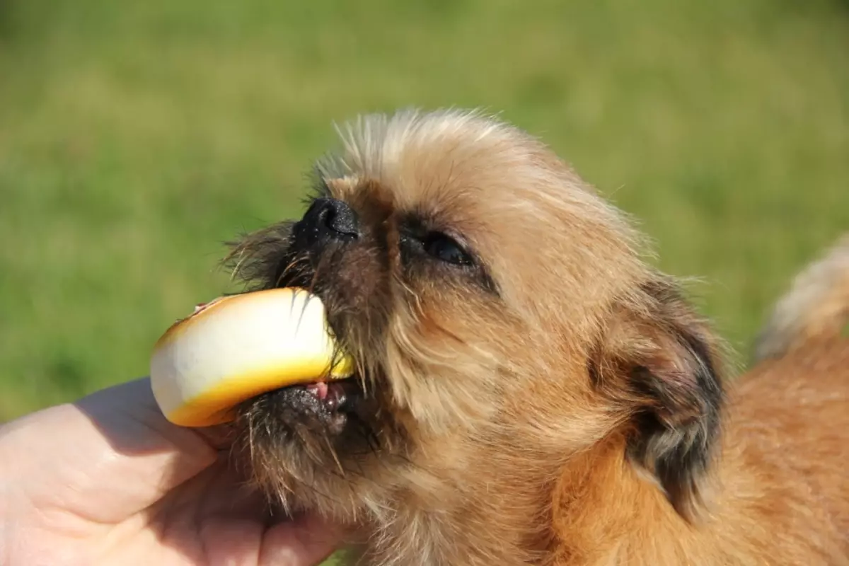 Hond Bréissel Griffon (39 Fotoen): Beschreiwung vun der belsch Rass, d'Kultivéierung vu Welpen 12301_27
