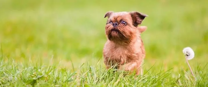 Dog Brussels Griffon (39 photos): Description of the Belgian breed, the cultivation of puppies 12301_28