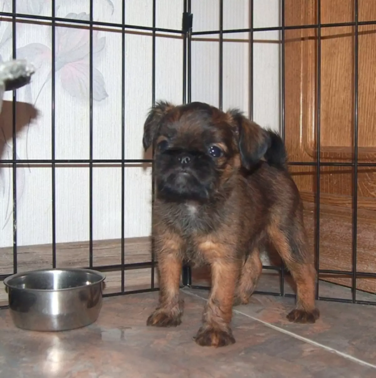 Dog Brussels Griffon (39 ảnh): Mô tả về giống Bỉ, việc tu luyện chó con 12301_37