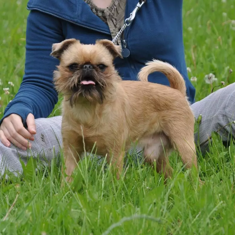 Dog Brussels Griffon (39 ảnh): Mô tả về giống Bỉ, việc tu luyện chó con 12301_38