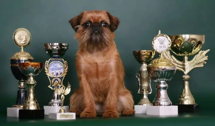 Hond Brussel Griffon (39 foto's): Beskrywing van die Belgiese ras, die verbouing van hondjies 12301_9