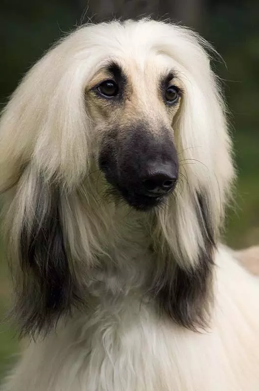 Afghaanse Borzaya (51 foto's): Beskrywing van honde ras, hondjie karakter, swart en wit kleure, geskiedenis van oorsprong en eienskappe 12303_14