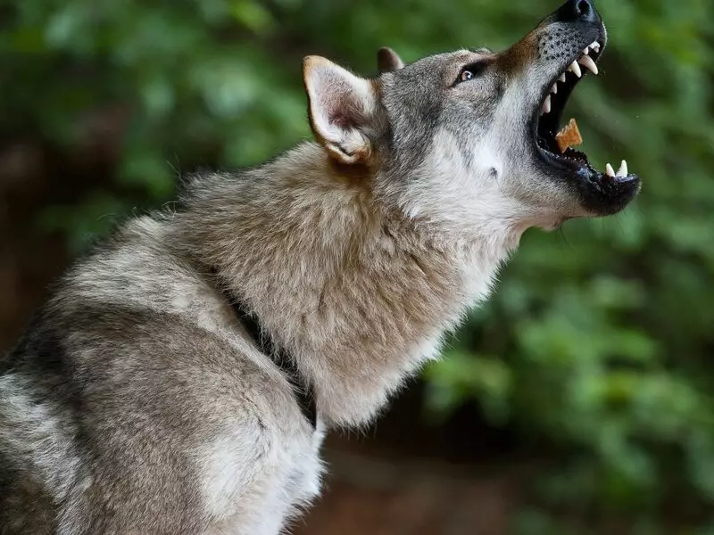 Çekoslovak Wolf Dog (49 Fotoğraf): Çek Volccas'ın açıklaması, cinsin doğası, içeriğin kuralları 12304_11