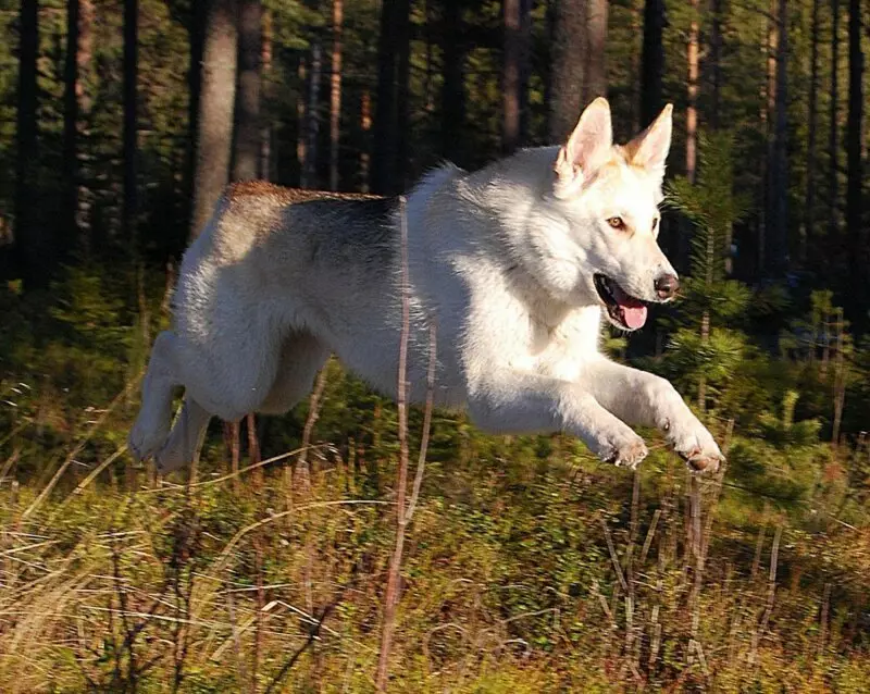 Çekoslovak Wolf Dog (49 Fotoğraf): Çek Volccas'ın açıklaması, cinsin doğası, içeriğin kuralları 12304_12