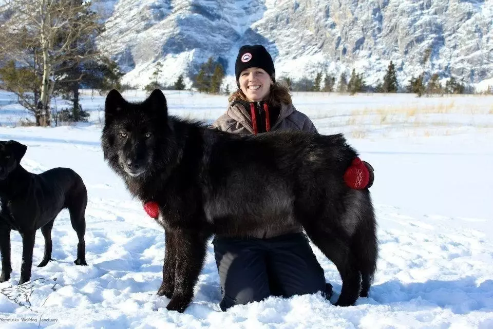 Çekoslovak Wolf Dog (49 Fotoğraf): Çek Volccas'ın açıklaması, cinsin doğası, içeriğin kuralları 12304_13