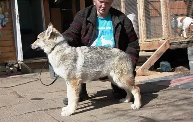 Tschachoslovak Wollef Dog (49 Fotoen): Beschreiwung vun Tschechesch Volkcas, d'Natur vun der Rasse vun der Container 12304_14