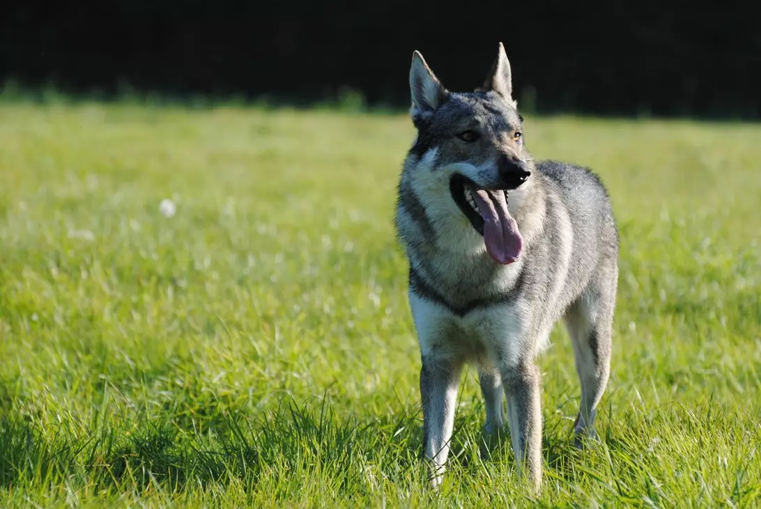 Чехословачки волк куче (49 фотографии): Опис на чешките Volccas, природата на расата, правилата на содржината 12304_15