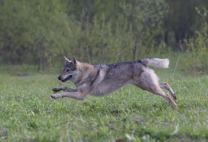 Чехословачки волк куче (49 фотографии): Опис на чешките Volccas, природата на расата, правилата на содржината 12304_16