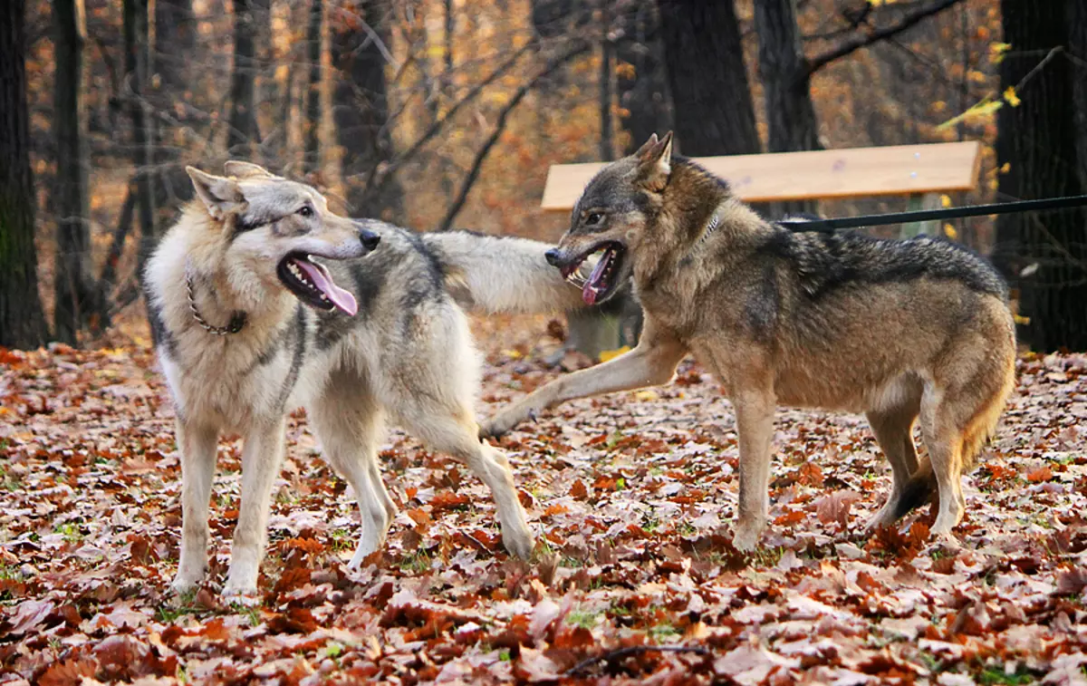 Çekoslovak Wolf Dog (49 Fotoğraf): Çek Volccas'ın açıklaması, cinsin doğası, içeriğin kuralları 12304_17