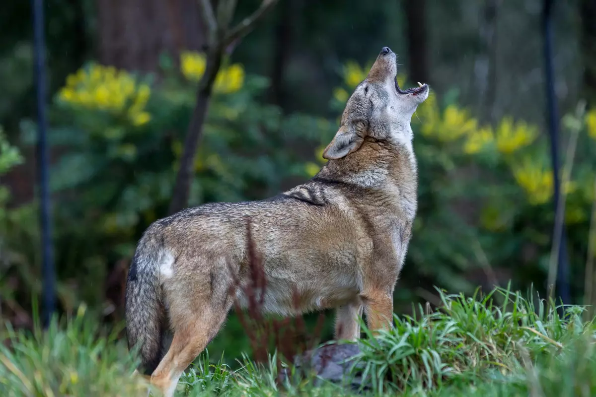 Çekoslovak Wolf Dog (49 Fotoğraf): Çek Volccas'ın açıklaması, cinsin doğası, içeriğin kuralları 12304_19