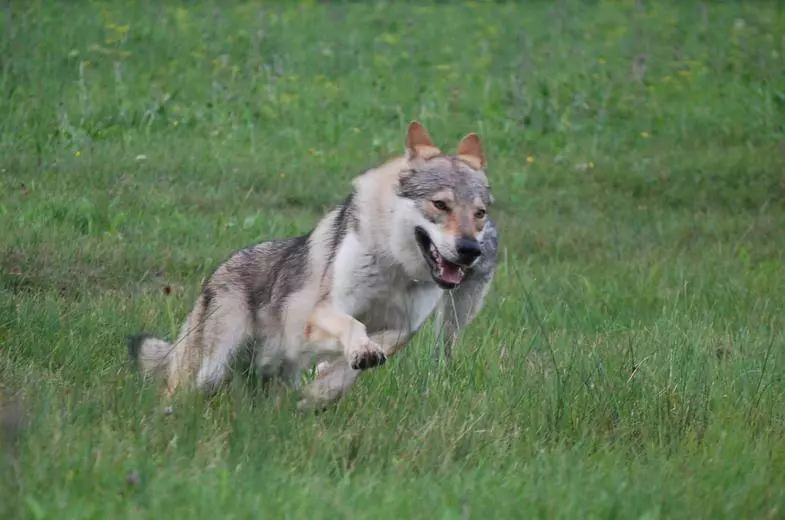 Чехословачки волк куче (49 фотографии): Опис на чешките Volccas, природата на расата, правилата на содржината 12304_21