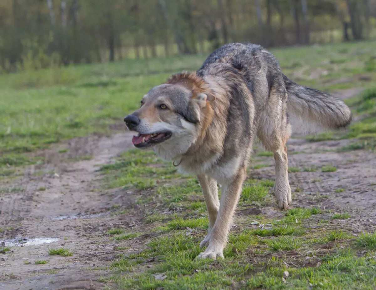 Чехословачки волк куче (49 фотографии): Опис на чешките Volccas, природата на расата, правилата на содржината 12304_22