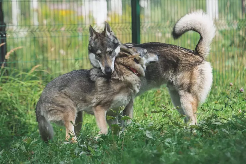 Чехословачки волк куче (49 фотографии): Опис на чешките Volccas, природата на расата, правилата на содржината 12304_27