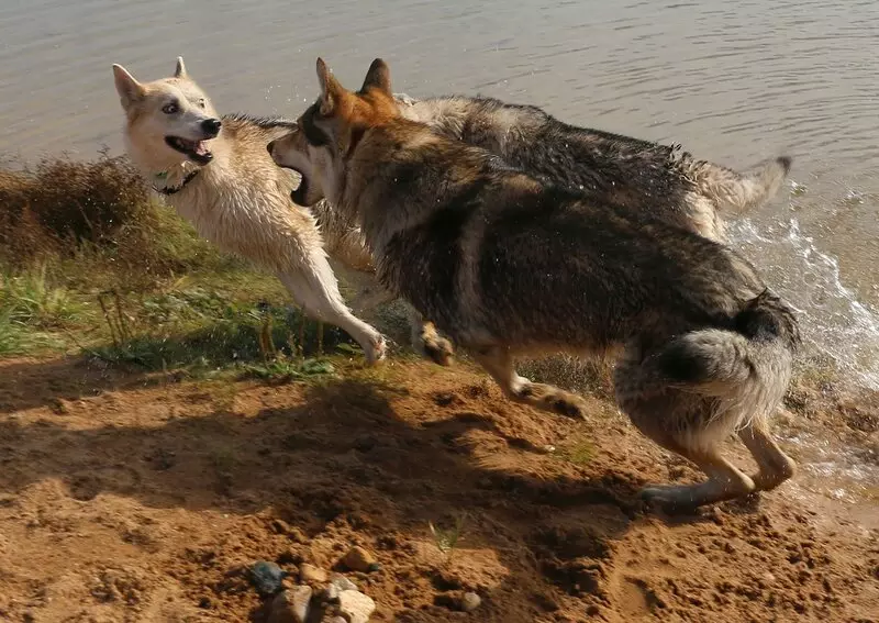Çekoslovak Wolf Dog (49 Fotoğraf): Çek Volccas'ın açıklaması, cinsin doğası, içeriğin kuralları 12304_28