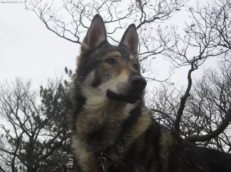 Çekoslovak Wolf Dog (49 Fotoğraf): Çek Volccas'ın açıklaması, cinsin doğası, içeriğin kuralları 12304_29