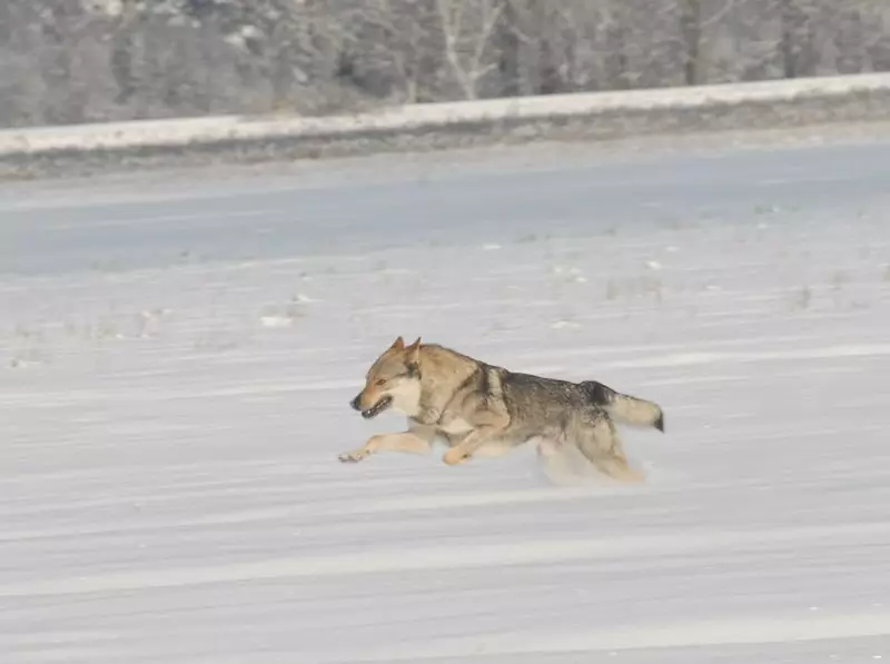 Чехословачки волк куче (49 фотографии): Опис на чешките Volccas, природата на расата, правилата на содржината 12304_30