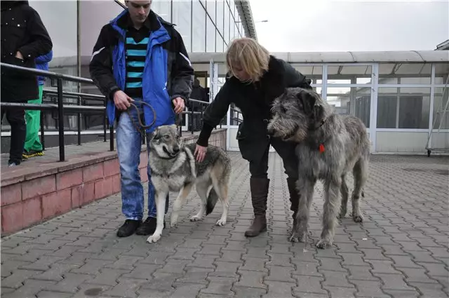 Tschachoslovak Wollef Dog (49 Fotoen): Beschreiwung vun Tschechesch Volkcas, d'Natur vun der Rasse vun der Container 12304_32