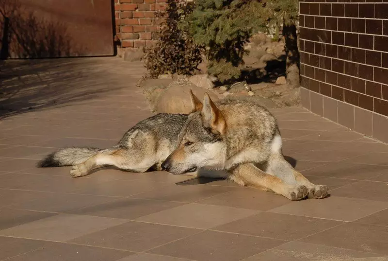 Çekoslovak Wolf Dog (49 Fotoğraf): Çek Volccas'ın açıklaması, cinsin doğası, içeriğin kuralları 12304_34