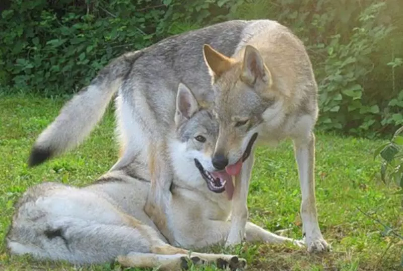 Çekoslovak Wolf Dog (49 Fotoğraf): Çek Volccas'ın açıklaması, cinsin doğası, içeriğin kuralları 12304_37