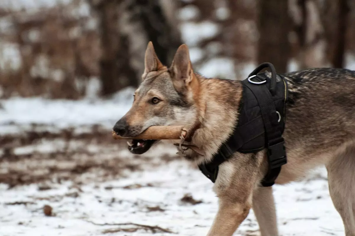 Чехословачки волк куче (49 фотографии): Опис на чешките Volccas, природата на расата, правилата на содржината 12304_38