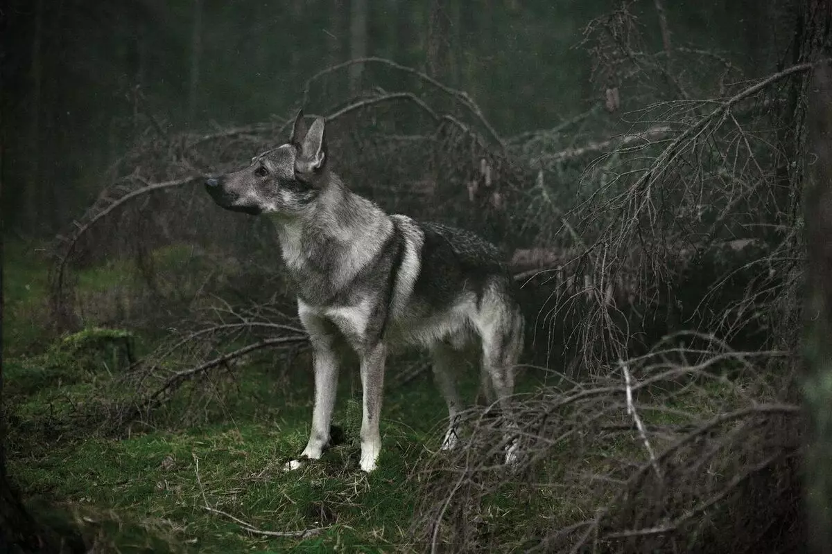 Çekoslovak Wolf Dog (49 Fotoğraf): Çek Volccas'ın açıklaması, cinsin doğası, içeriğin kuralları 12304_4